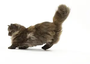 Minuet: Minuet cat in the studio