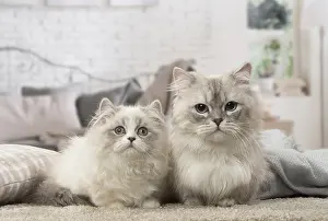 Minuet: Two Minuet Cats indoors