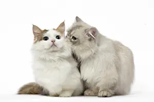 Minuet: Two Minuet Cats in the Studio