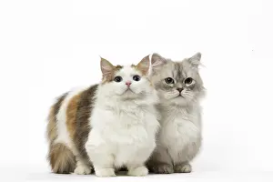 Minuet: Two Minuet Cats in the Studio