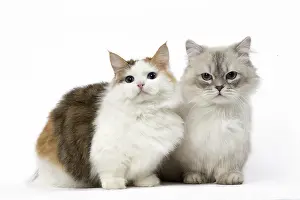 Minuet: Two Minuet Cats in the Studio