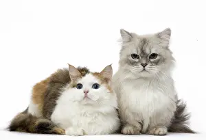 Minuet: Two Minuet Cats in the Studio