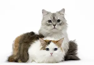 Minuet: Two Minuet Cats in the Studio