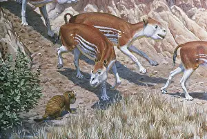 Miocene: Miocene Mammals from Nebraska
