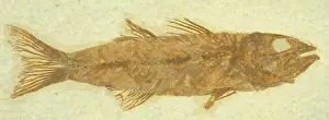 Mioplosus: Mioplosus labracoides Fossil