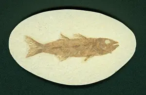 Mioplosus: Mioplosus labracoides Fossil