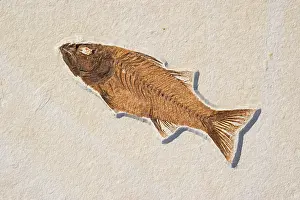 Mioplosus: Mioplosus labracoides Fossil