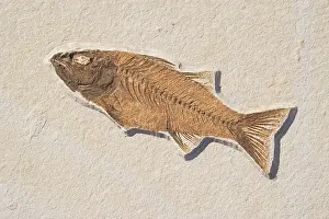Mioplosus: Mioplosus labracoides Fossil