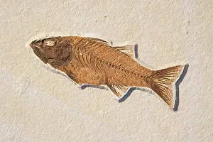 Mioplosus: Mioplosus labracoides Fossil