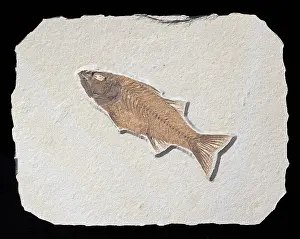 Mioplosus: Mioplosus labracoides Fossil