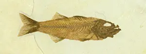Mioplosus: Mioplosus labracoides Fossil