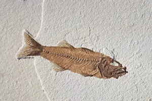 Mioplosus: Mioplosus labracoides Fossil