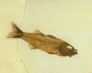 Mioplosus: Mioplosus labracoides Fossil