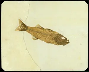 Mioplosus: Mioplosus labracoides Fossil