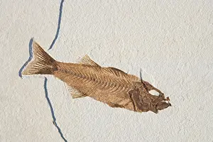 Mioplosus: Mioplosus labracoides Fossil