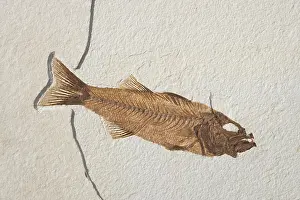 Shale: Mioplosus labracoides Fossil