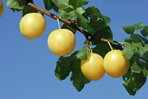 Plums: Mirabelle Plum