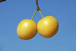 Plums: Mirabelle Plum