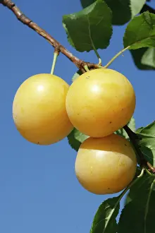 Plums: Mirabelle Plum
