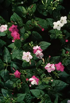 Allen Paterson: Mirabilis jalapa