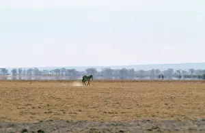 Mirage: Mirage - with Zebra in foreground. However the
