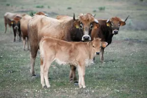 Beef: Mirandesa Cattle - cow with calf, traditional Portugese
