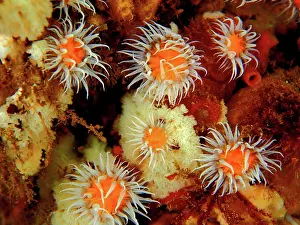 Irish: Mirror jelly anemones (Actinothoe sphyrodeta) Sea