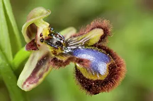 Speculum: Mirror Orchid - close up