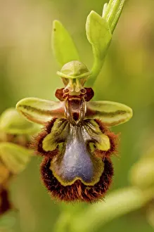 Orchids: Mirror Orchid - close-up of flower