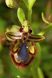 Speculum: Mirror Orchid - in flower