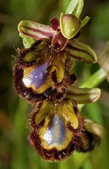 Micro: Mirror Orchid - flowers close-up