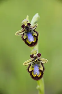 Extremadura: Mirror Orchid (Ophrys speculum ssp. speculum) c