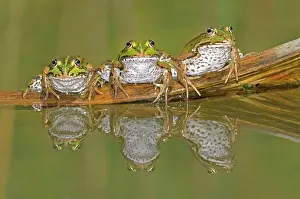 Esculenta: Three mirrored Edible Frogs (Rana esculenta) sitting