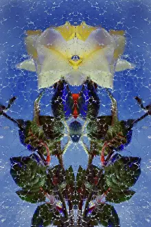 Matterhorn: Mirrored red and yellow roses frozen in