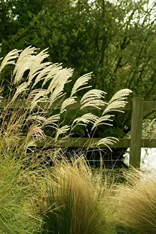 Miscanthus: Miscanthus grass - The flowers appear in late summer