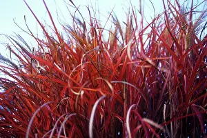 Miscanthus: Miscanthus sinensis