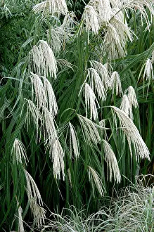 Miscanthus: Miscanthus sinensis Graziella - frosted in winter border