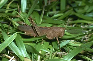 Mischievous: Mischievous Bird Grasshopper