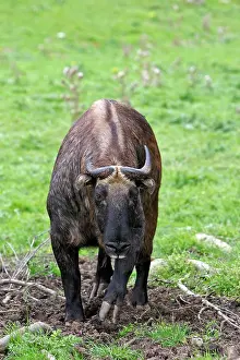 Taxicolor: Mishmi Takin