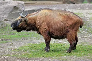 Taxicolor: Mishmi Takin (Budorcas Taxicolor taxicolor), adult