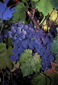 Storey: Mission Grapes