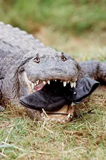 Jaws: Mississippi Alligator with shoe in mouth