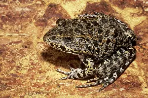 Gopher: Mississippi Gopher Frog