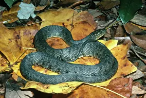 Natrix: Mississippi Green Water Snake