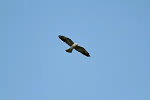 Mississippiensis: Mississippi Kite