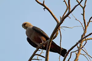 Mississippiensis: Mississippi Kite
