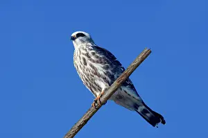 Mississippiensis: Mississippi Kite