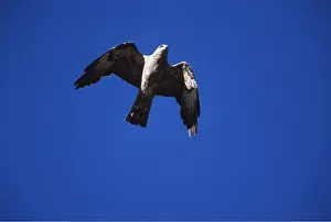 Kite: MISSISSIPPI KITE - in flight