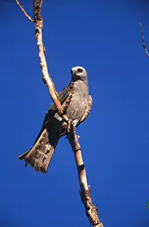 Kite: MISSISSIPPI KITE - perching on branch