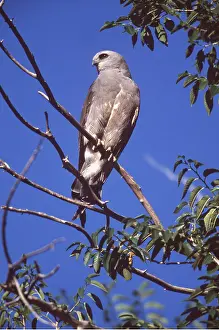 Kite: MISSISSIPPI KITE - perching on branch